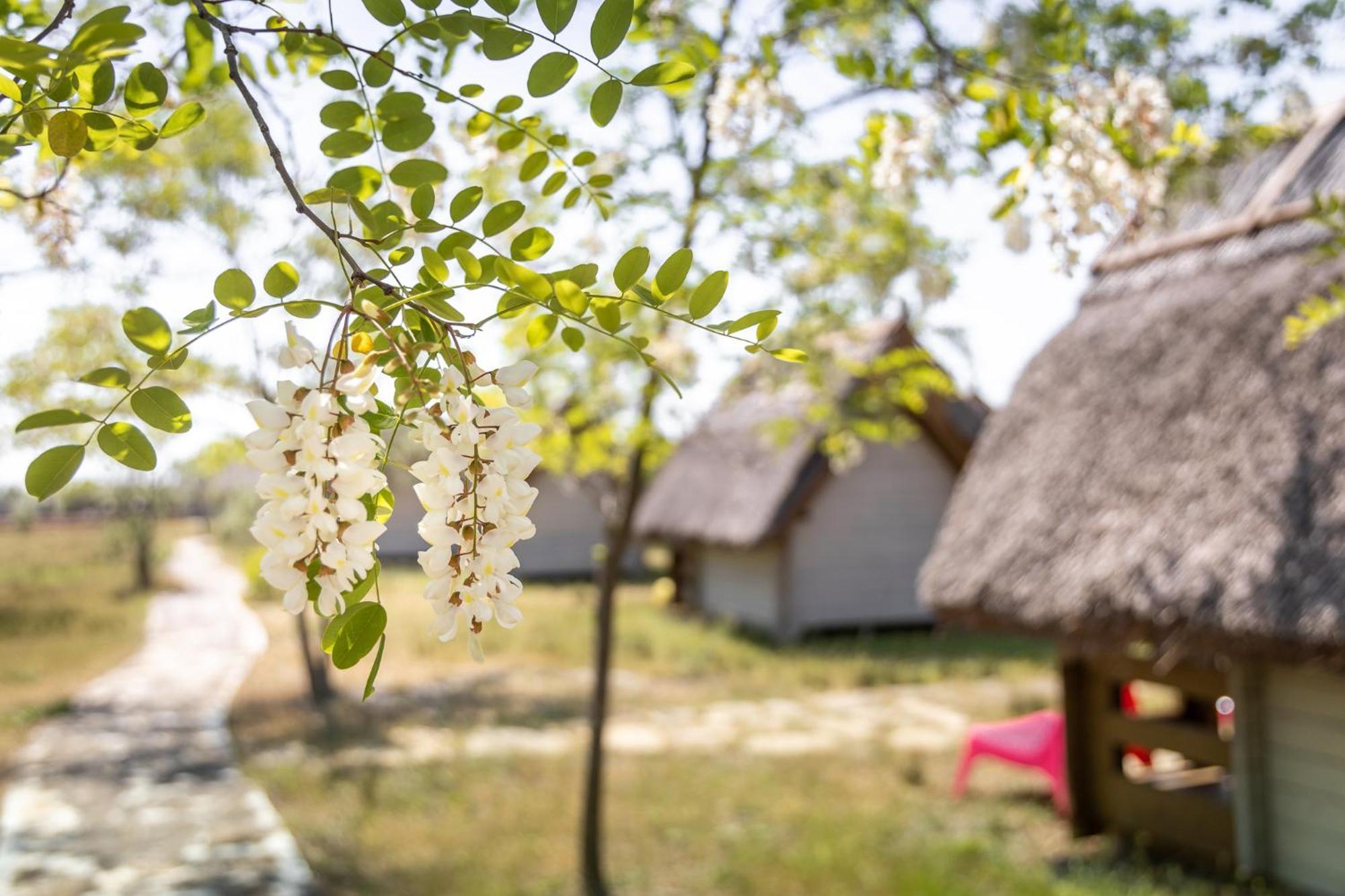 Dolphin Camping Hotel Sfântu Gheorghe Eksteriør billede