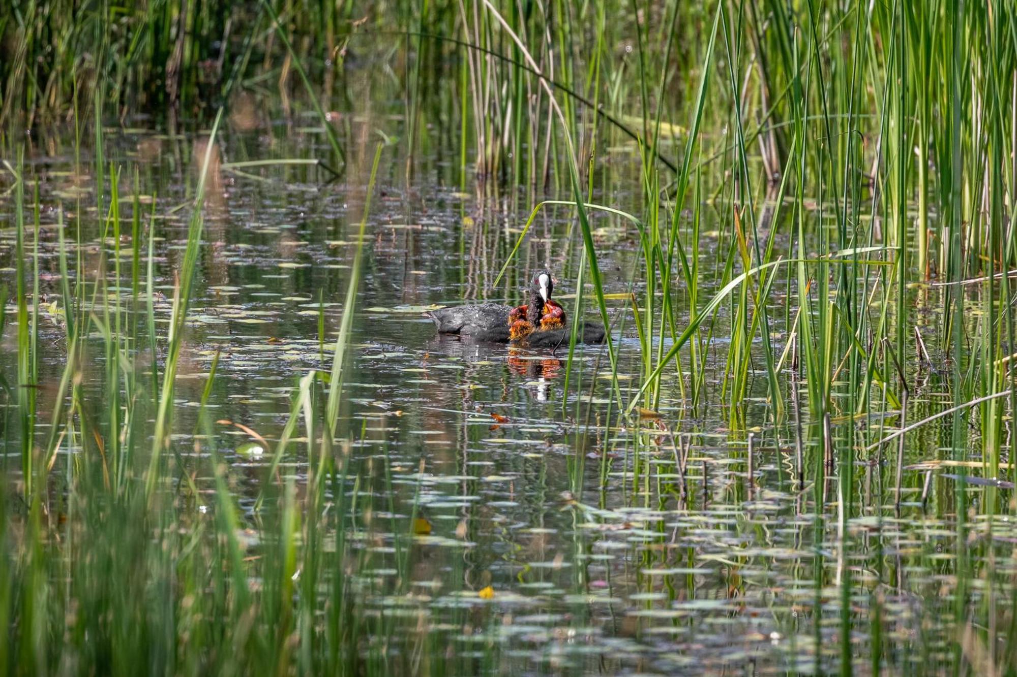 Dolphin Camping Hotel Sfântu Gheorghe Eksteriør billede